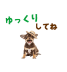 チワワの子犬☆毎日つかえるスタンプ（個別スタンプ：33）