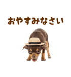 チワワの子犬☆毎日つかえるスタンプ（個別スタンプ：34）