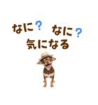 チワワの子犬☆毎日つかえるスタンプ（個別スタンプ：35）