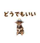 チワワの子犬☆毎日つかえるスタンプ（個別スタンプ：37）
