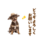 チワワの子犬☆毎日つかえるスタンプ（個別スタンプ：39）