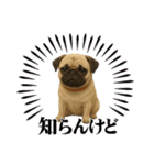 『パグ』のスタンプ（個別スタンプ：1）