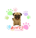『パグ』のスタンプ（個別スタンプ：8）