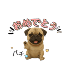 『パグ』のスタンプ（個別スタンプ：13）