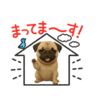 『パグ』のスタンプ（個別スタンプ：15）