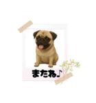 『パグ』のスタンプ（個別スタンプ：20）