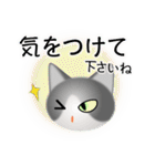 色々な猫6-1 短毛-立ち耳-グレー白（個別スタンプ：14）