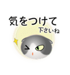 色々な猫6-2 短毛-垂れ耳-グレー白（個別スタンプ：14）