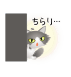 色々な猫6-3 長毛-立ち耳-グレー白（個別スタンプ：6）