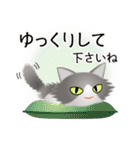 色々な猫6-3 長毛-立ち耳-グレー白（個別スタンプ：12）