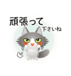 色々な猫6-3 長毛-立ち耳-グレー白（個別スタンプ：16）