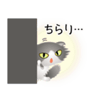 色々な猫6-4 長毛-垂れ耳-グレー白（個別スタンプ：6）