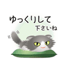 色々な猫6-4 長毛-垂れ耳-グレー白（個別スタンプ：12）