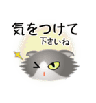 色々な猫6-4 長毛-垂れ耳-グレー白（個別スタンプ：14）
