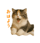 ふわふわ三毛猫の毎日使えるスタンプ（個別スタンプ：1）