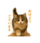 ふわふわ三毛猫の毎日使えるスタンプ（個別スタンプ：2）