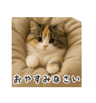 ふわふわ三毛猫の毎日使えるスタンプ（個別スタンプ：5）