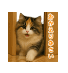 ふわふわ三毛猫の毎日使えるスタンプ（個別スタンプ：8）