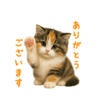 ふわふわ三毛猫の毎日使えるスタンプ（個別スタンプ：13）