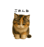 ふわふわ三毛猫の毎日使えるスタンプ（個別スタンプ：16）