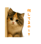 ふわふわ三毛猫の毎日使えるスタンプ（個別スタンプ：35）