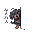 名前入りダックスロングシルバーダップル（個別スタンプ：12）