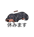 名前入りダックスロングシルバーダップル（個別スタンプ：16）