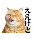 関西弁にゃんとも！猫ミーム（個別スタンプ：2）