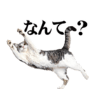 関西弁にゃんとも！猫ミーム（個別スタンプ：3）