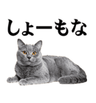 関西弁にゃんとも！猫ミーム（個別スタンプ：4）