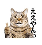 関西弁にゃんとも！猫ミーム（個別スタンプ：5）