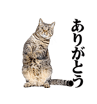 関西弁にゃんとも！猫ミーム（個別スタンプ：6）