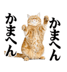 関西弁にゃんとも！猫ミーム（個別スタンプ：7）