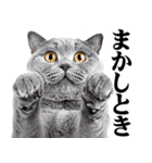 関西弁にゃんとも！猫ミーム（個別スタンプ：8）