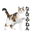 関西弁にゃんとも！猫ミーム（個別スタンプ：9）