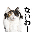 関西弁にゃんとも！猫ミーム（個別スタンプ：11）