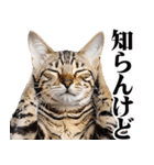 関西弁にゃんとも！猫ミーム（個別スタンプ：12）