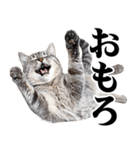 関西弁にゃんとも！猫ミーム（個別スタンプ：13）