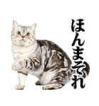 関西弁にゃんとも！猫ミーム（個別スタンプ：14）
