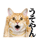 関西弁にゃんとも！猫ミーム（個別スタンプ：15）