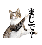 関西弁にゃんとも！猫ミーム（個別スタンプ：16）