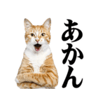 関西弁にゃんとも！猫ミーム（個別スタンプ：17）