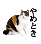 関西弁にゃんとも！猫ミーム（個別スタンプ：18）