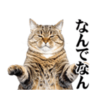 関西弁にゃんとも！猫ミーム（個別スタンプ：19）