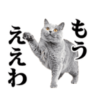 関西弁にゃんとも！猫ミーム（個別スタンプ：20）