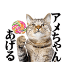 関西弁にゃんとも！猫ミーム（個別スタンプ：21）
