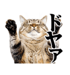 関西弁にゃんとも！猫ミーム（個別スタンプ：22）
