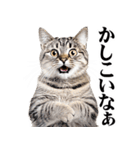関西弁にゃんとも！猫ミーム（個別スタンプ：23）