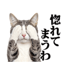関西弁にゃんとも！猫ミーム（個別スタンプ：24）