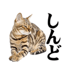 関西弁にゃんとも！猫ミーム（個別スタンプ：25）